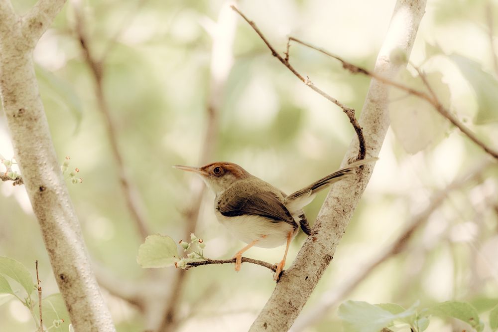 Photograph by Hashin Maharambage