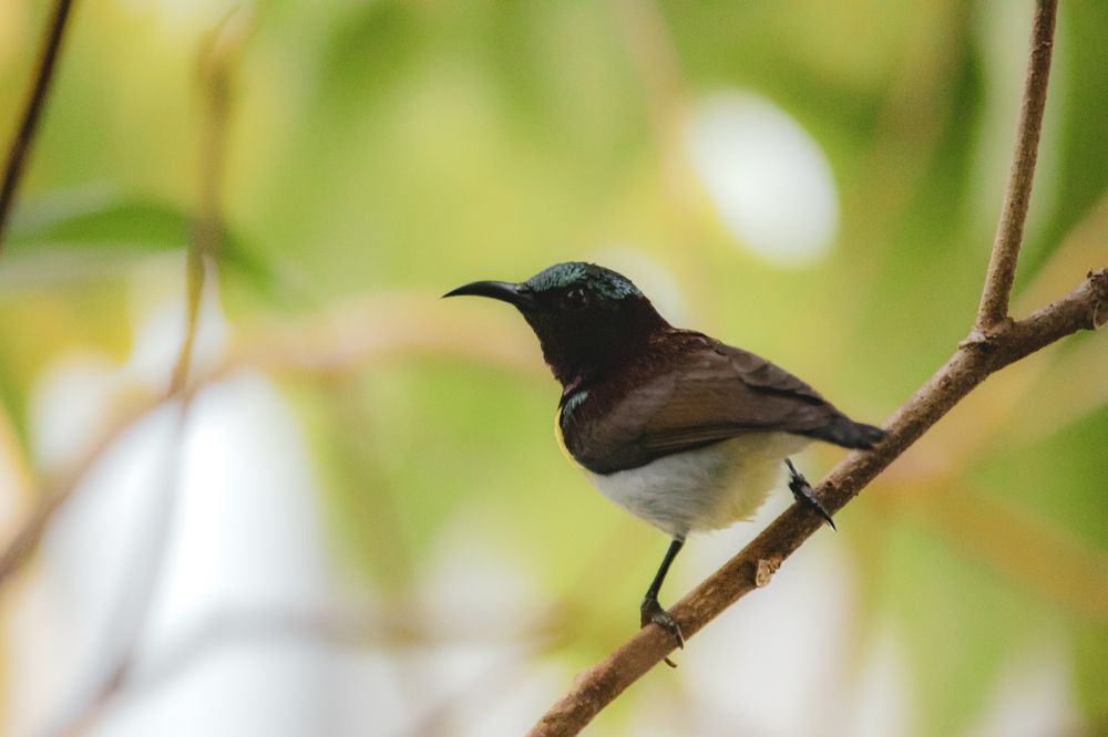 Photograph by Hashin Maharambage