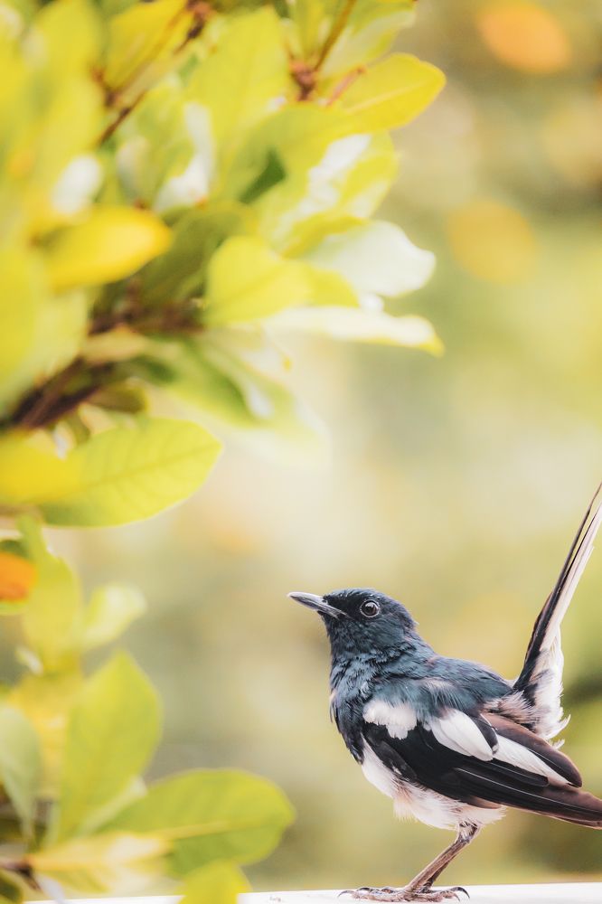 Photograph by Hashin Maharambage