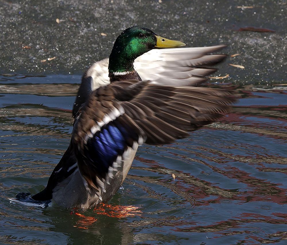 Photograph by Алексей Патлах