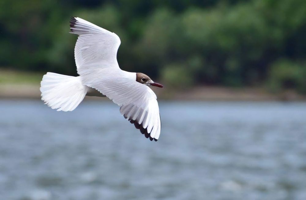 Чайка смехулка