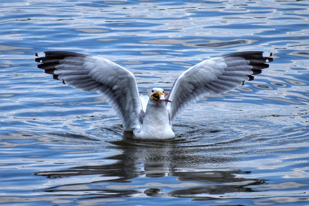 Photograph by Елена Василева