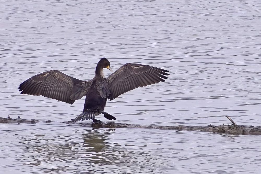 Корморан по поречието на Дунав