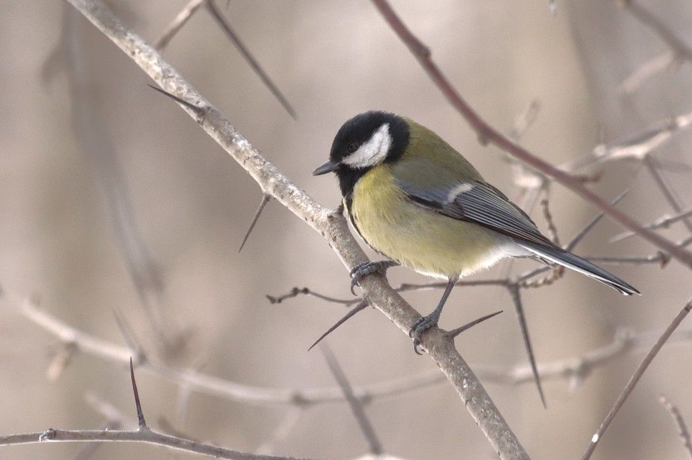 Photograph by Светлана Соколова