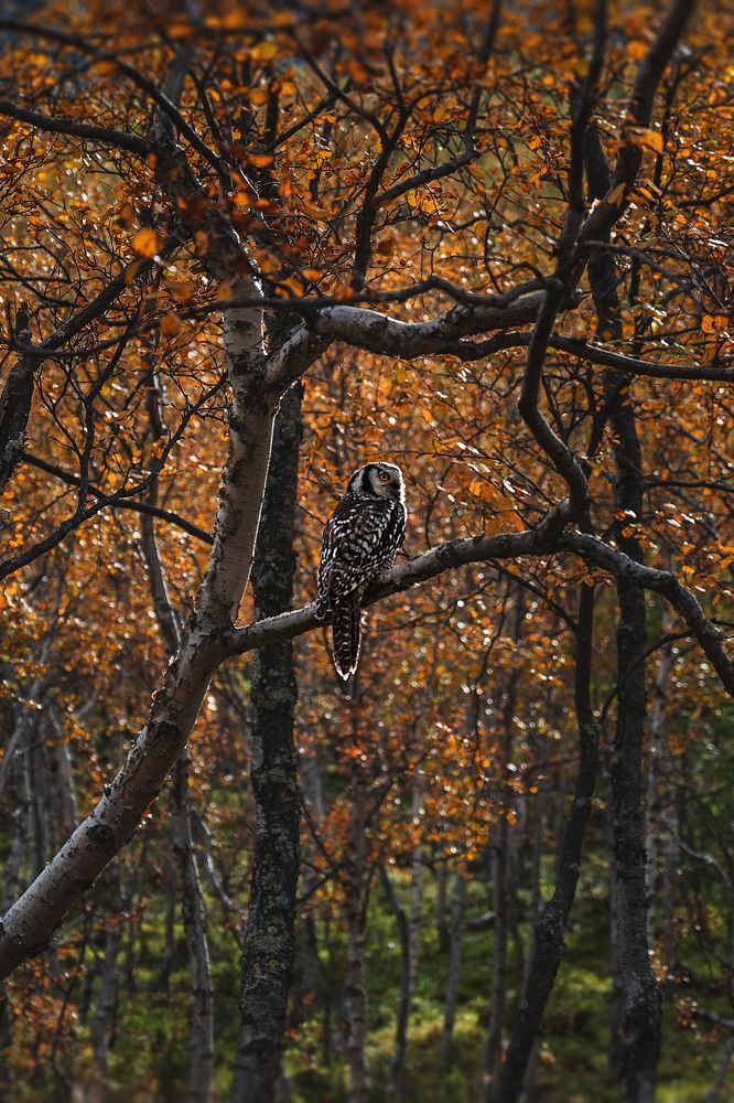 Photograph by Елена Ненашкина