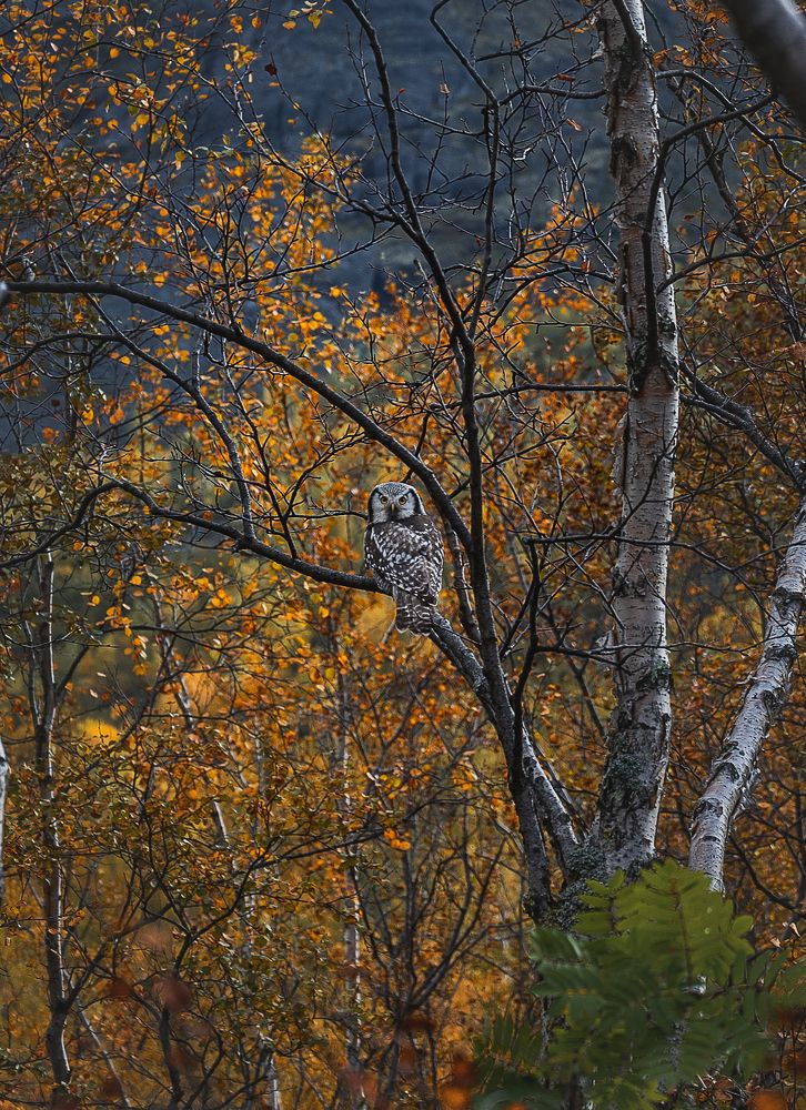 Photograph by Елена Ненашкина