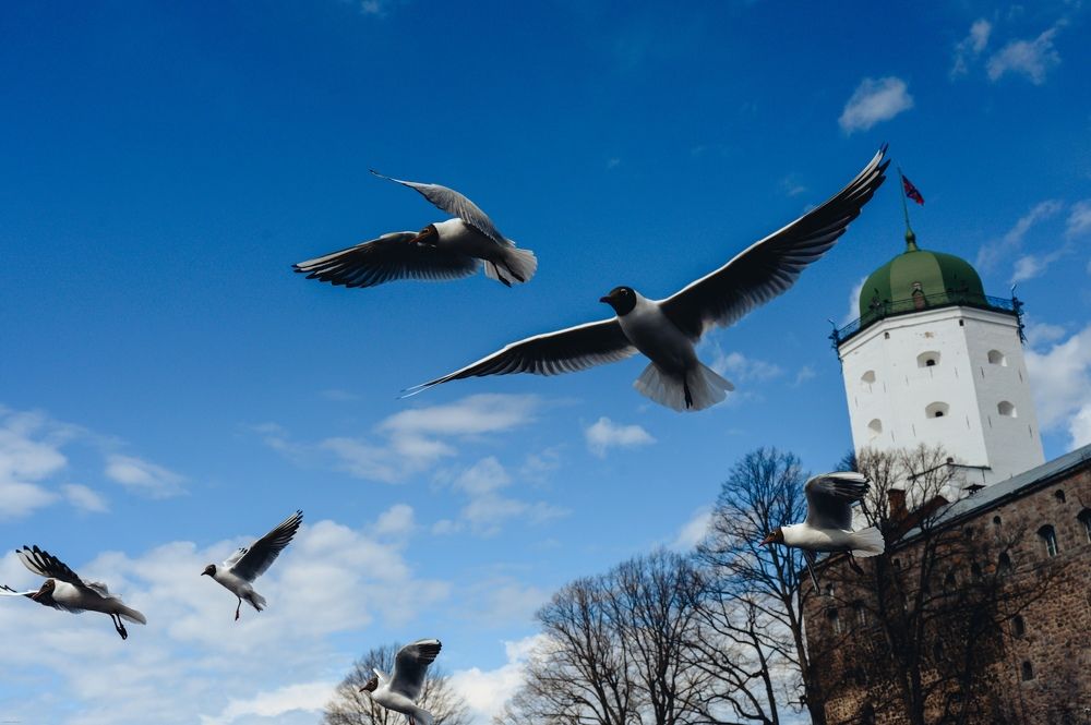 Photograph by Елена Аверина