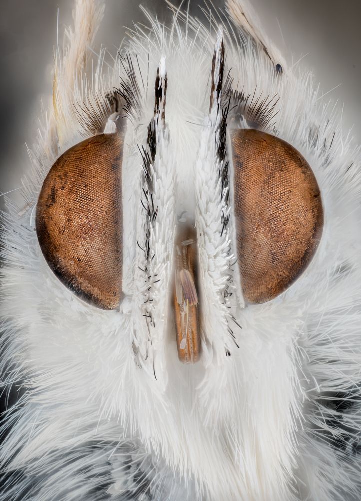 Polyommatus coridon | Niña coridon