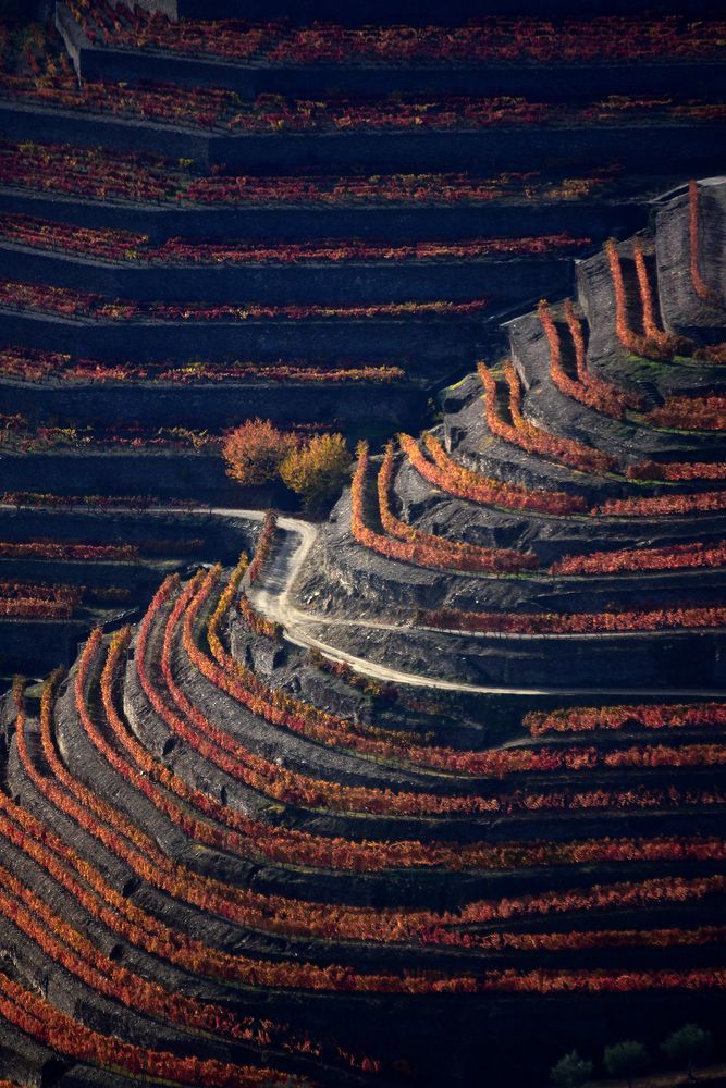 Douro Wine Region