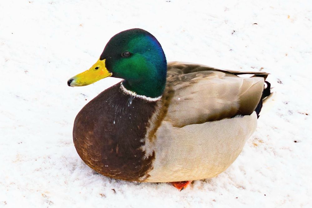 Photograph by Назмутдинова Сауия