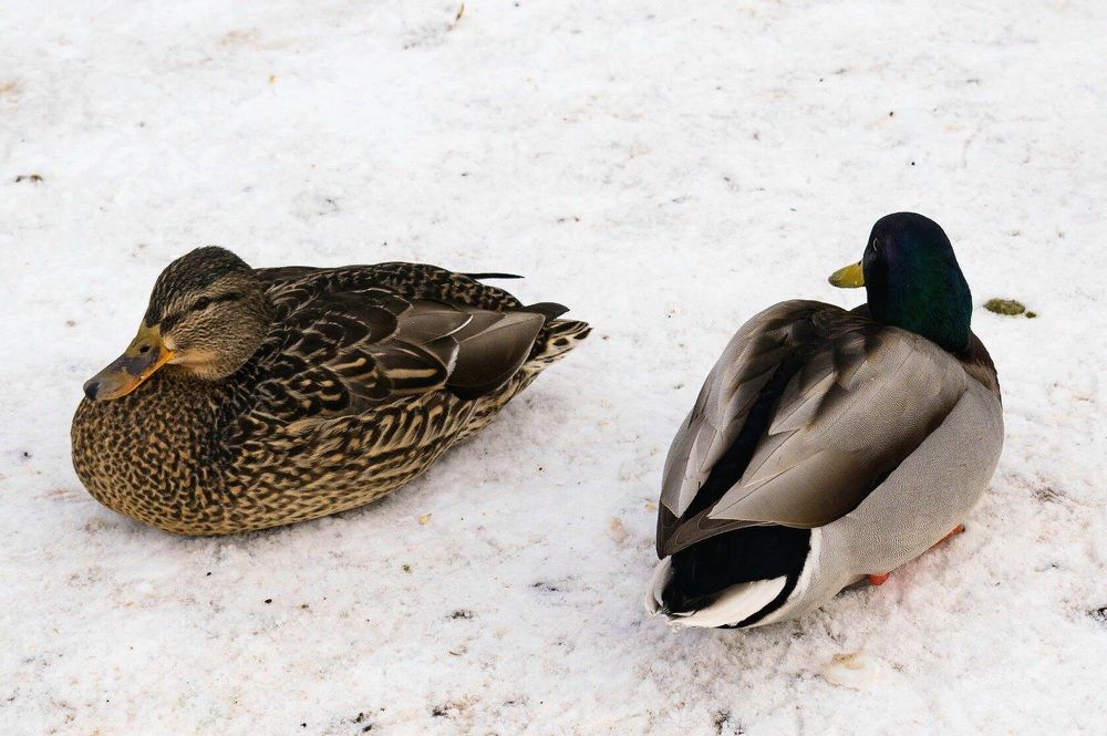 Photograph by Назмутдинова Сауия