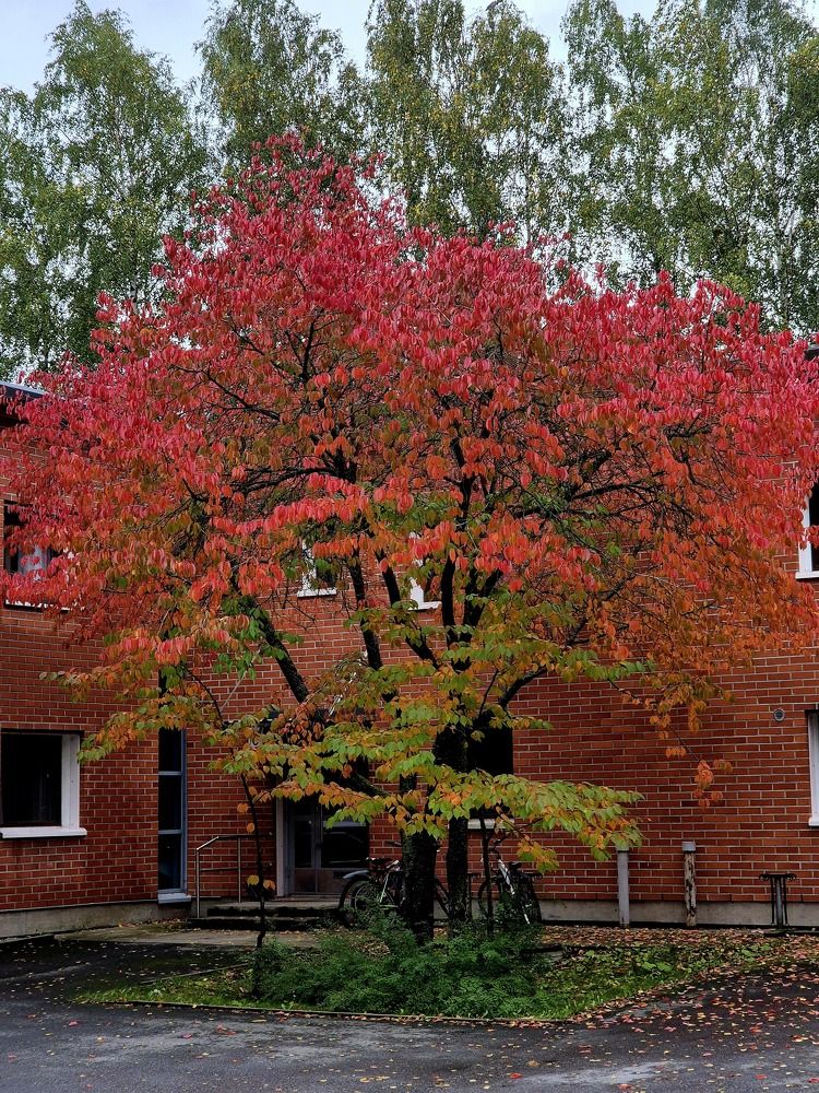 Осеннее дерево