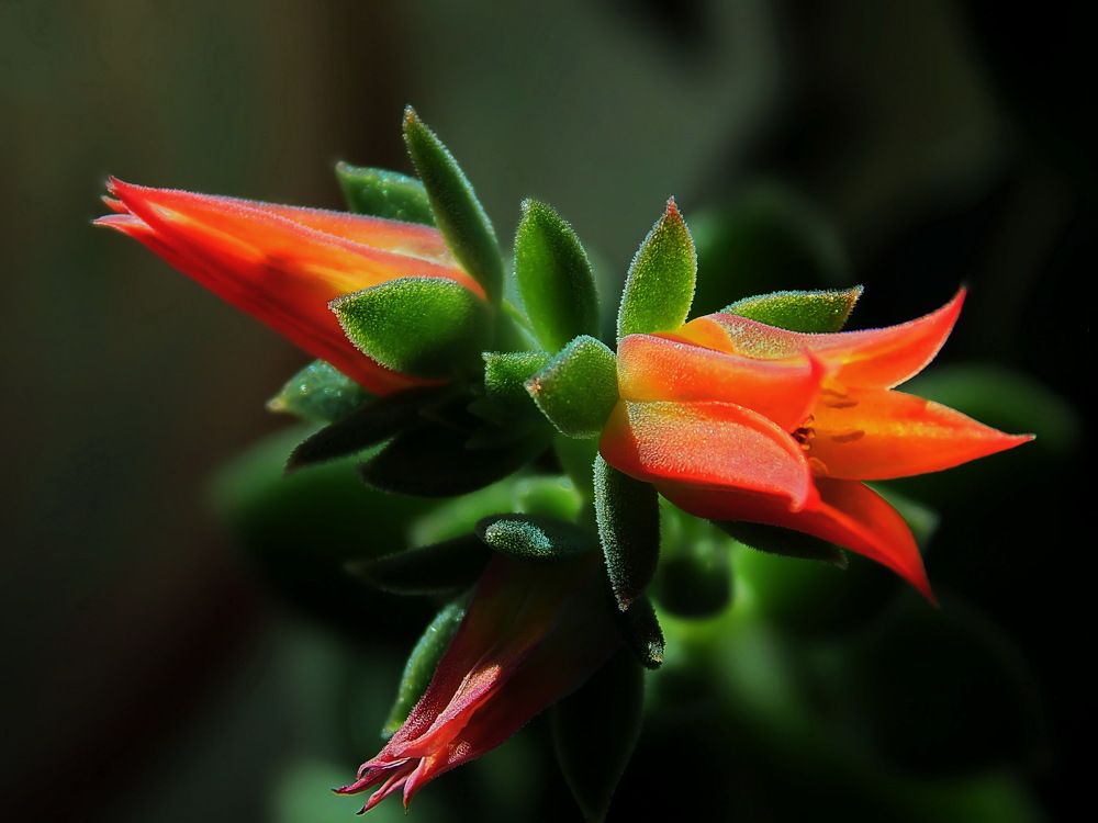 ''Каменный цветок''