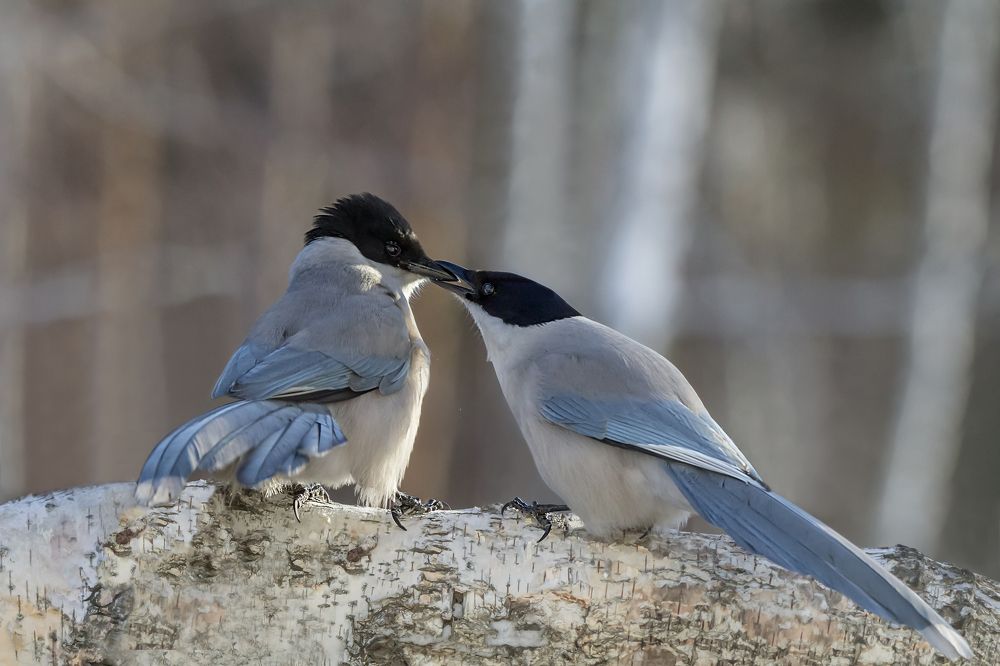 Photograph by Koledova Irina