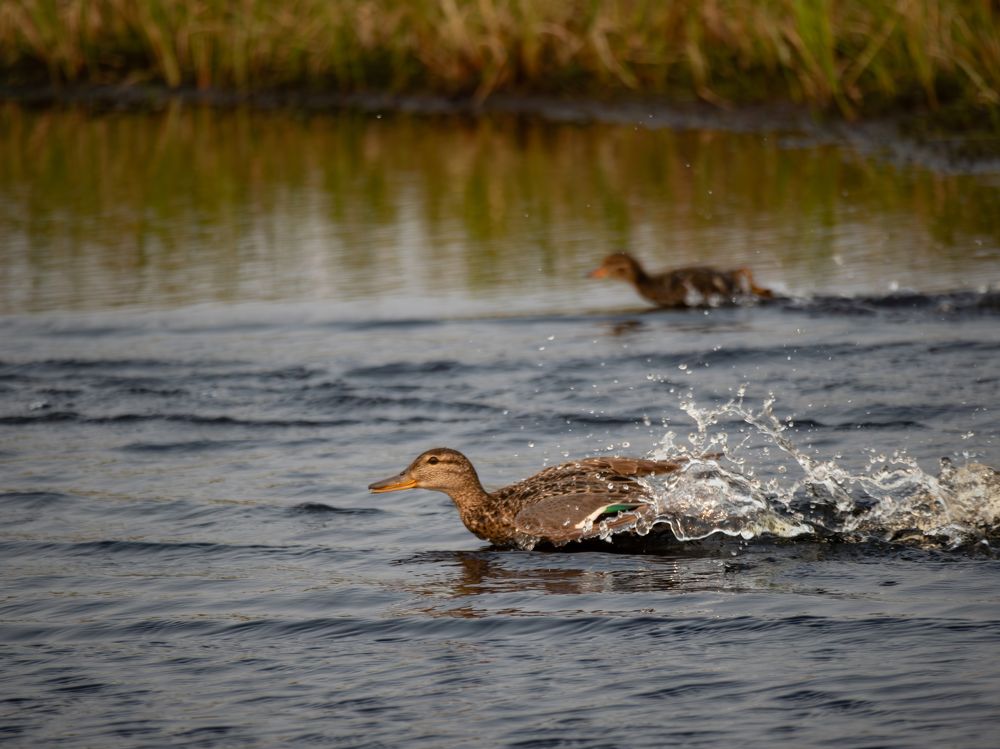 Photograph by Андрей Шепелев