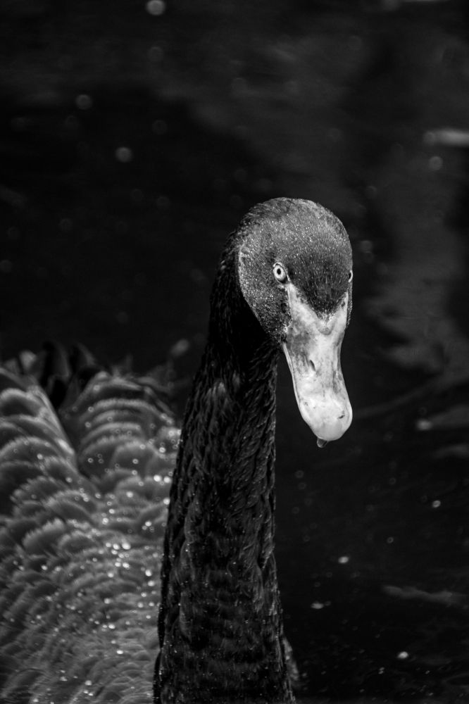 Photograph by Анастасия Лученок