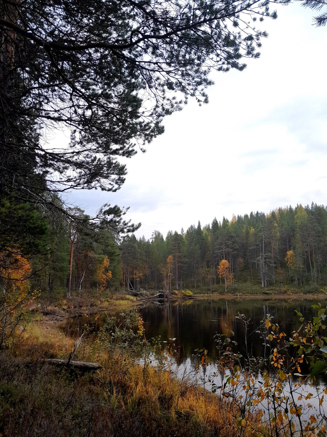 Photo #11098978