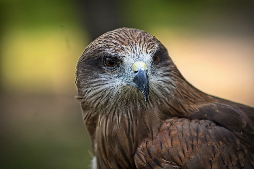 Фотография автора Александр Черепанов