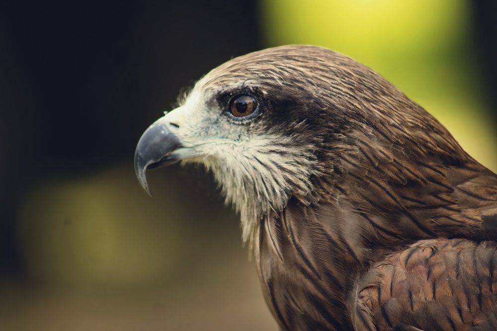 Фотография автора Александр Черепанов