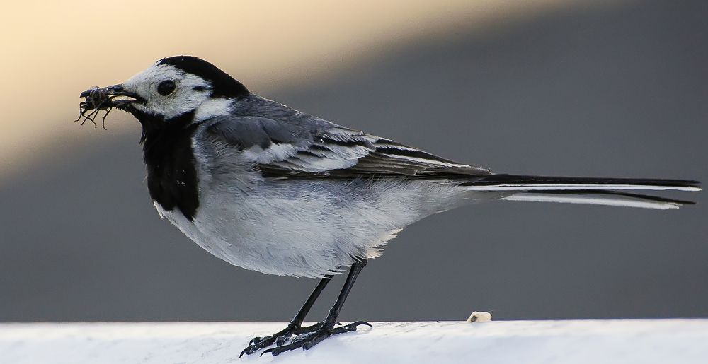 Photograph by Алексей Патлах