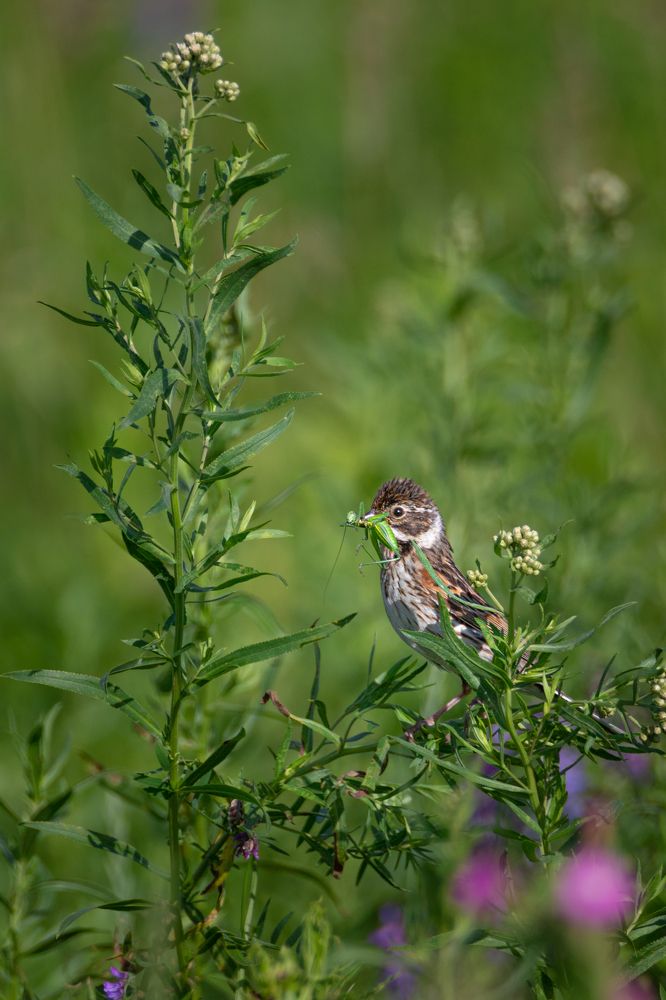 Дети будут сыты