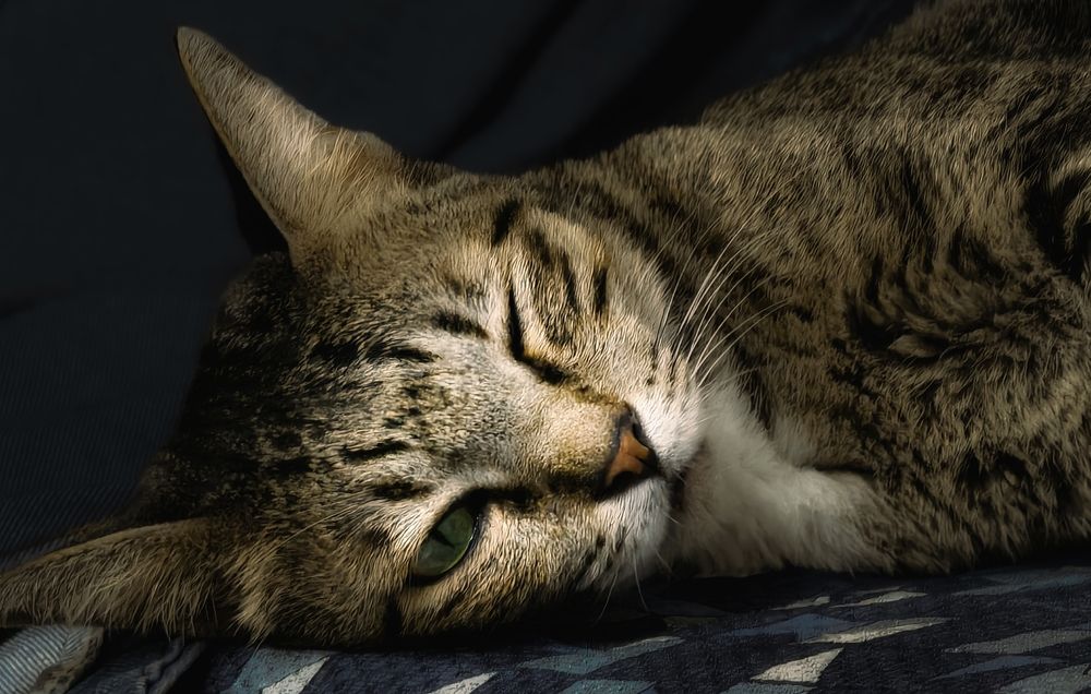 Photograph by Kevin Nguyen