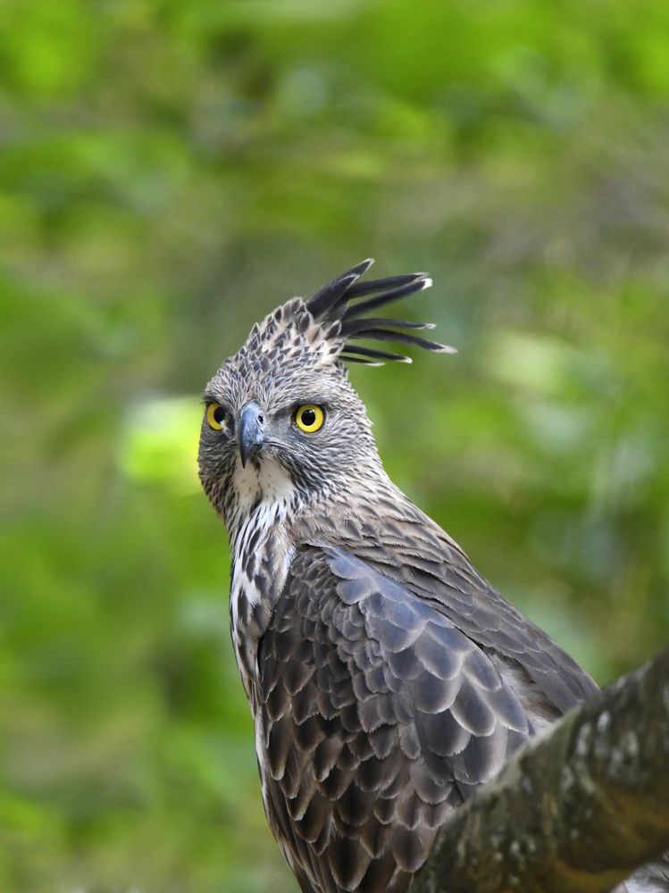 Фотография автора Lasith Fernando