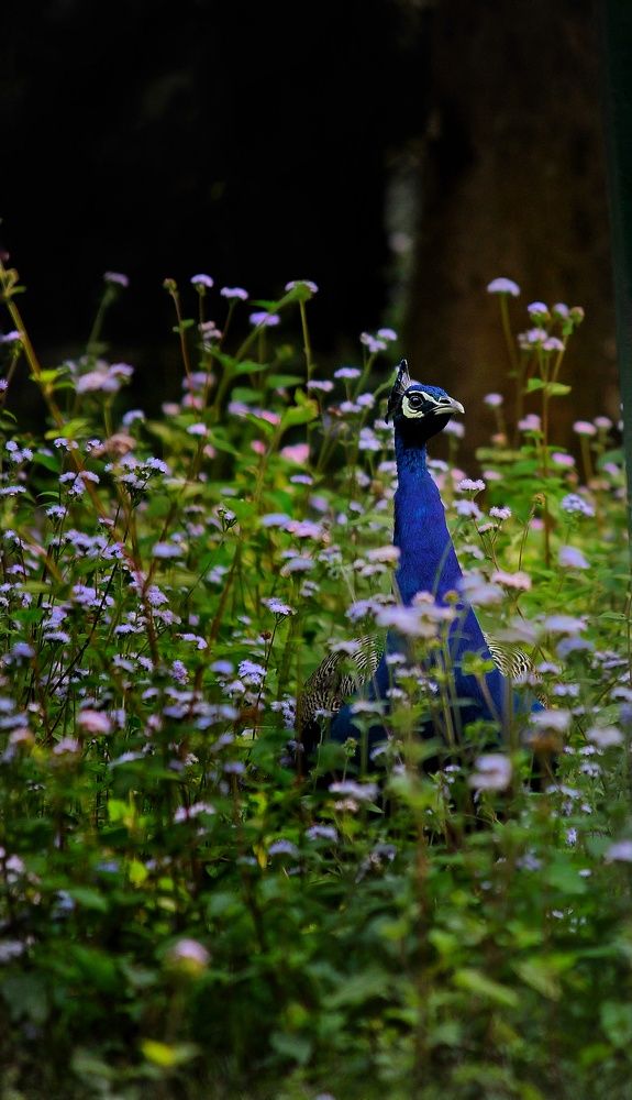 Photograph by Harsh Srivastava