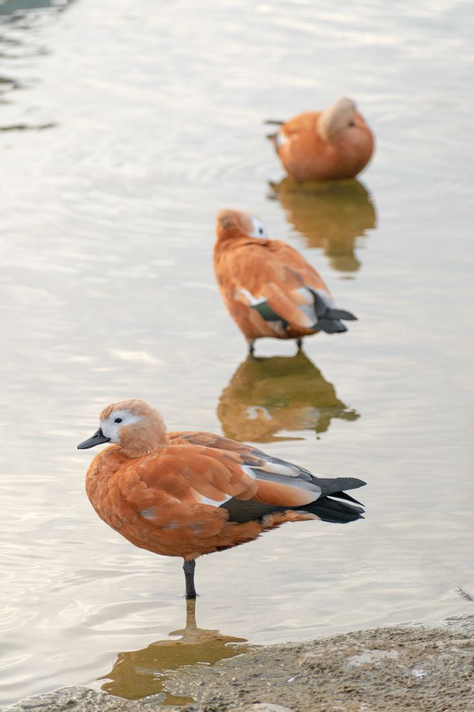 Photograph by Максим Жухлистов