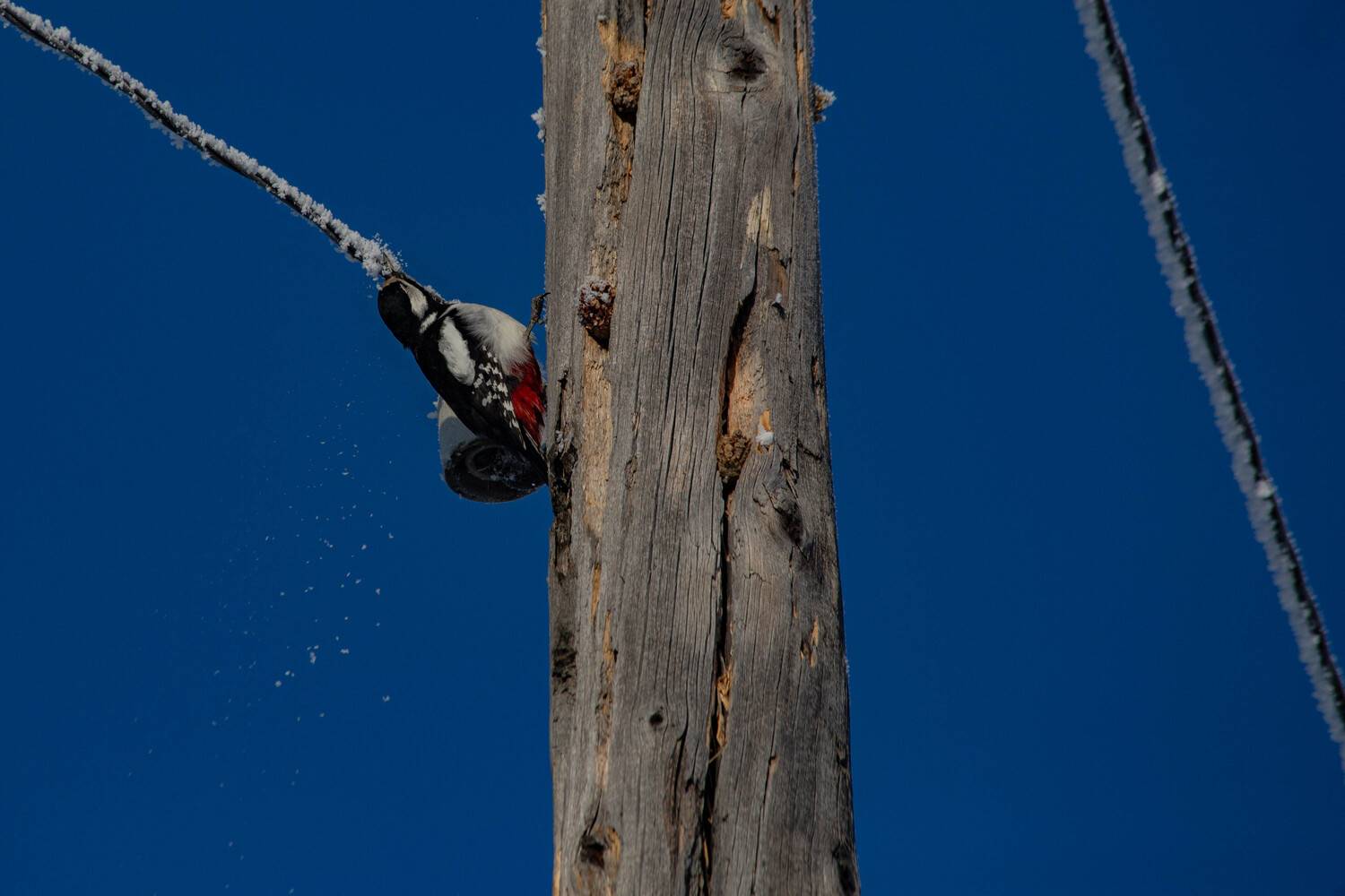 Photo #11099510