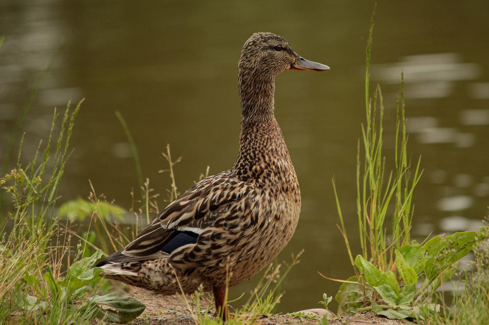 Photograph by Евгений Авдеев
