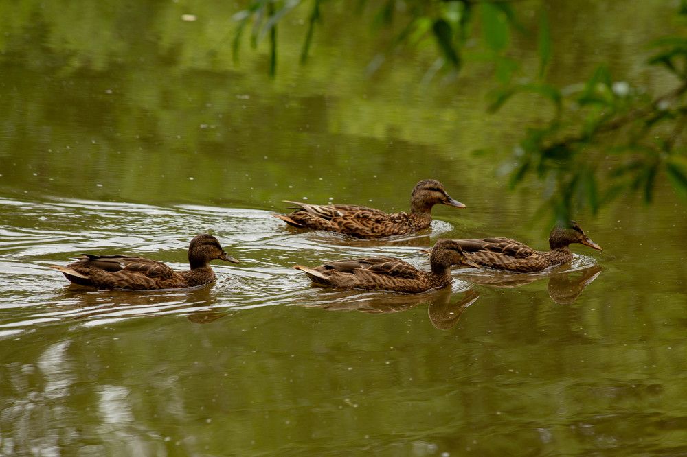 Photograph by Евгений Авдеев