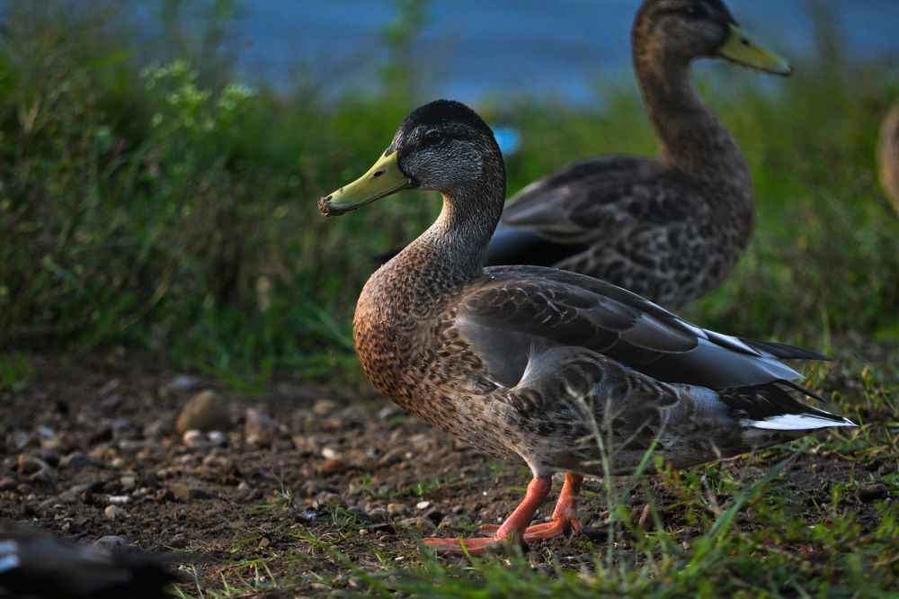Фотография автора Екатерина Высоцкая