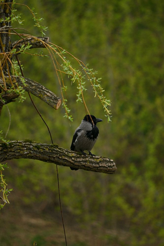 Фотография автора Екатерина Высоцкая