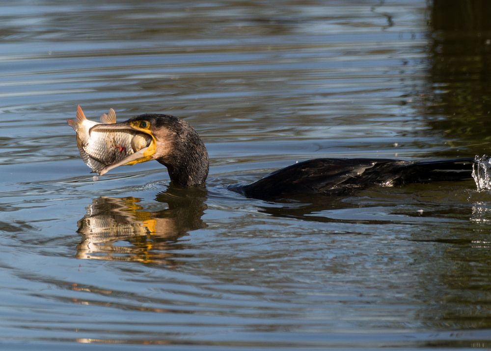 cormorant & fish
