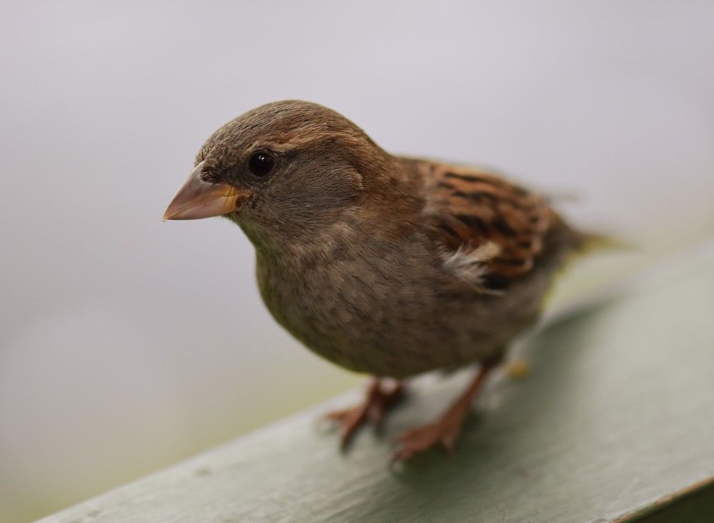 Photograph by Жанна Чередниченко