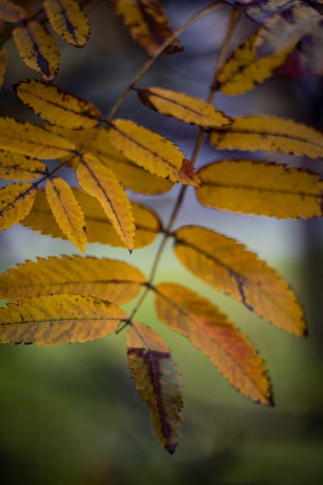 Фотография автора Александр Черепанов