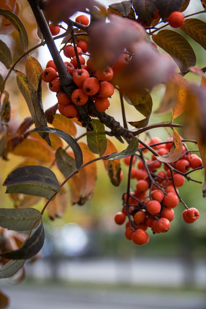 Фотография автора Александр Черепанов