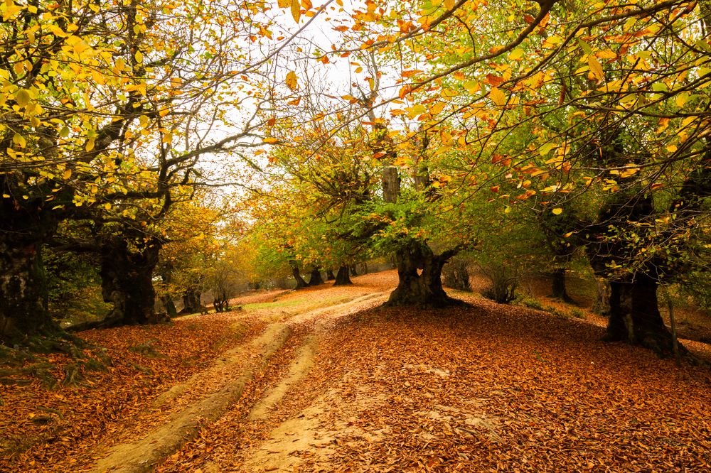 Photograph by seyed mostafa yousefi