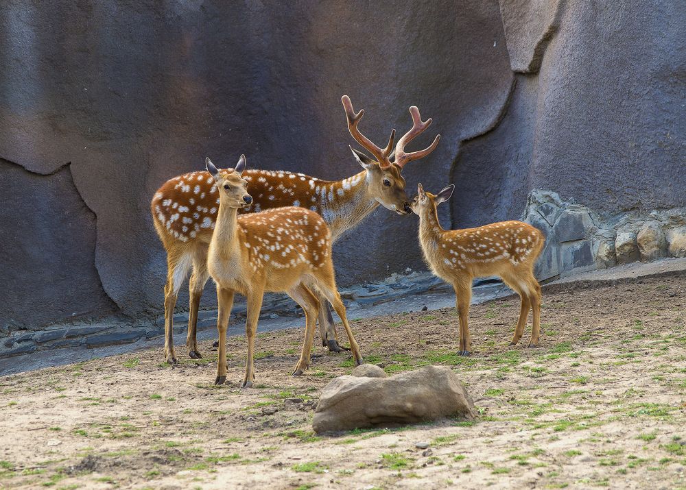 Папа, я тебя люблю!!!