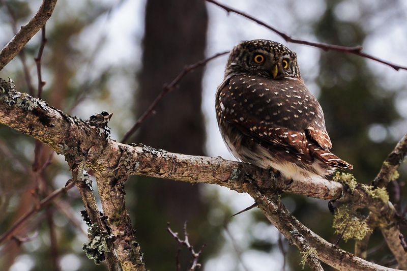 Андрей, Russia