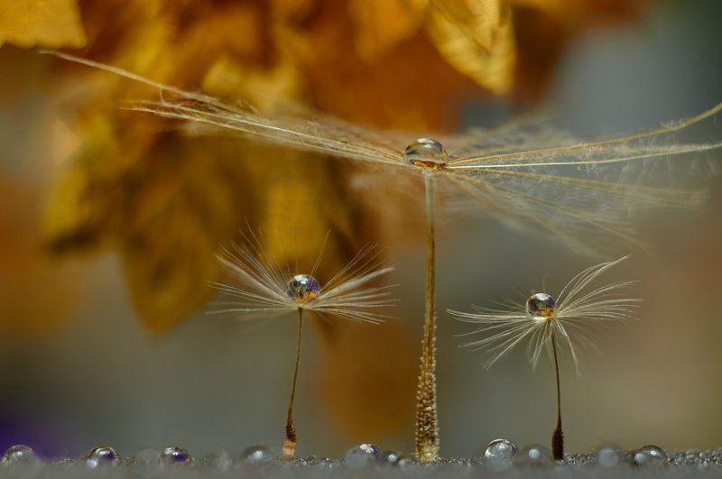 Евгений Лобойко, Ukraine