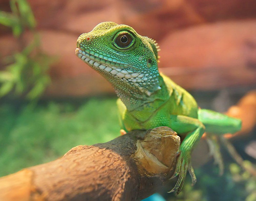 Portrait Chinese Water Dragon