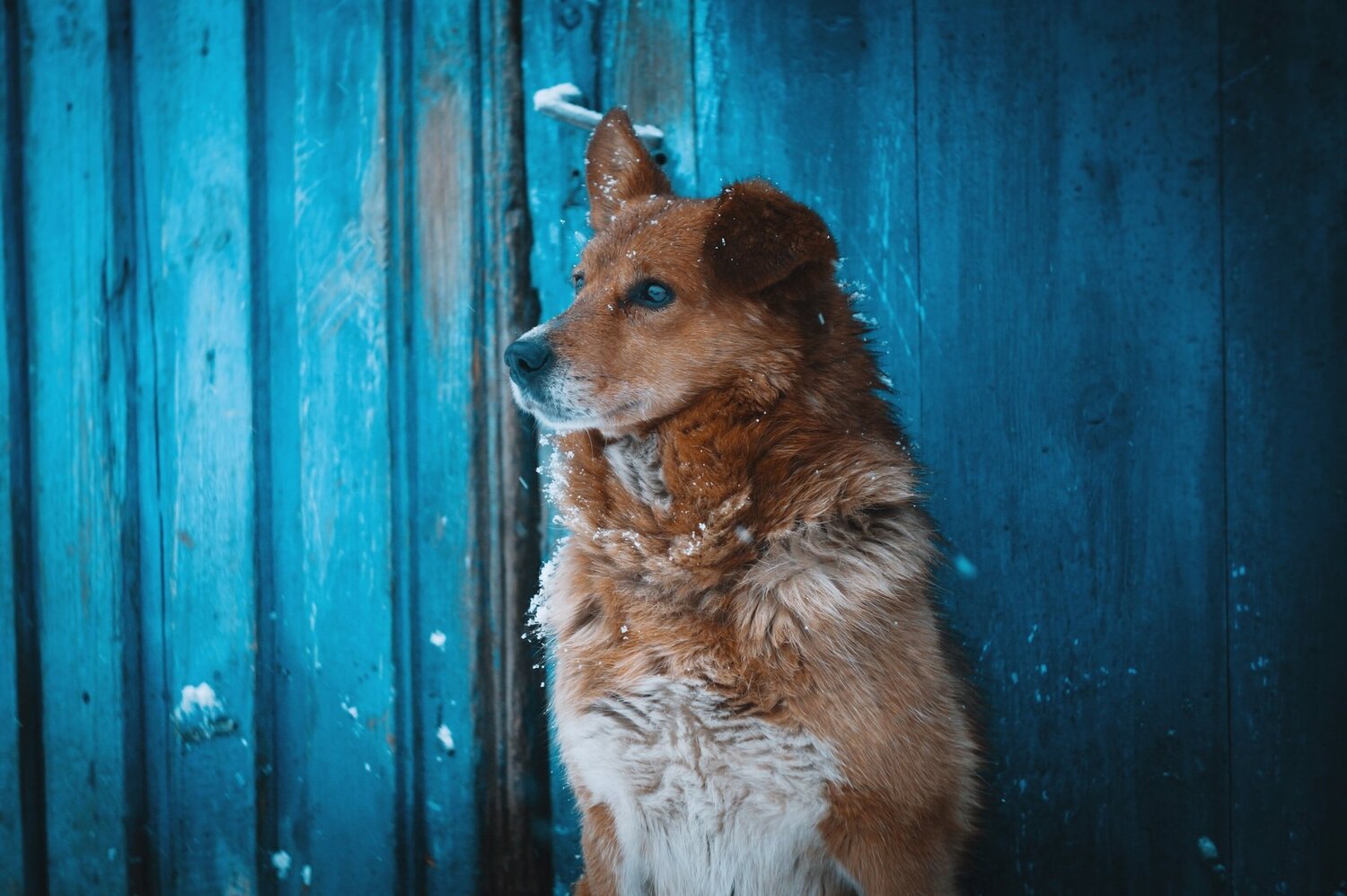 Преданность