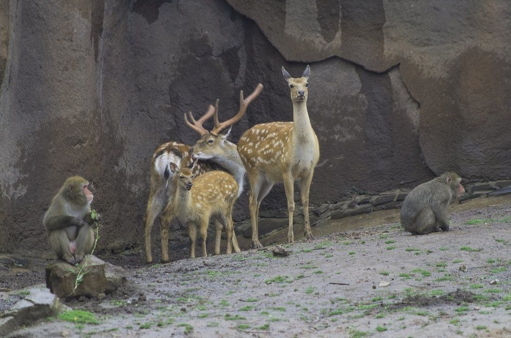 Три плюс два