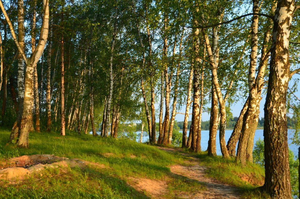 Березовая роща