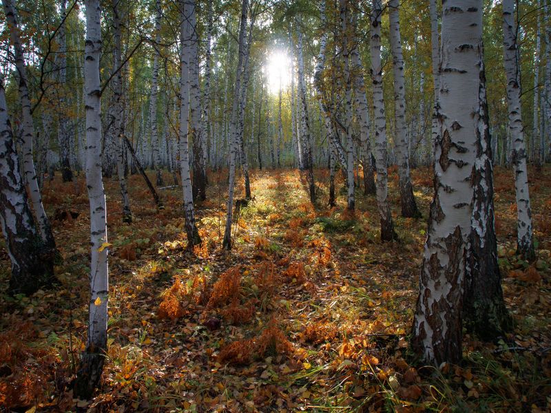 Sergey Zharkov, Russia