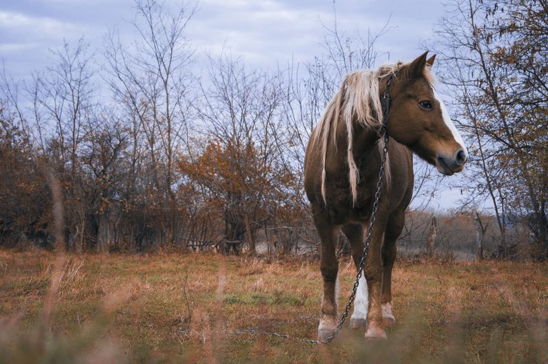 Алексей, Russia
