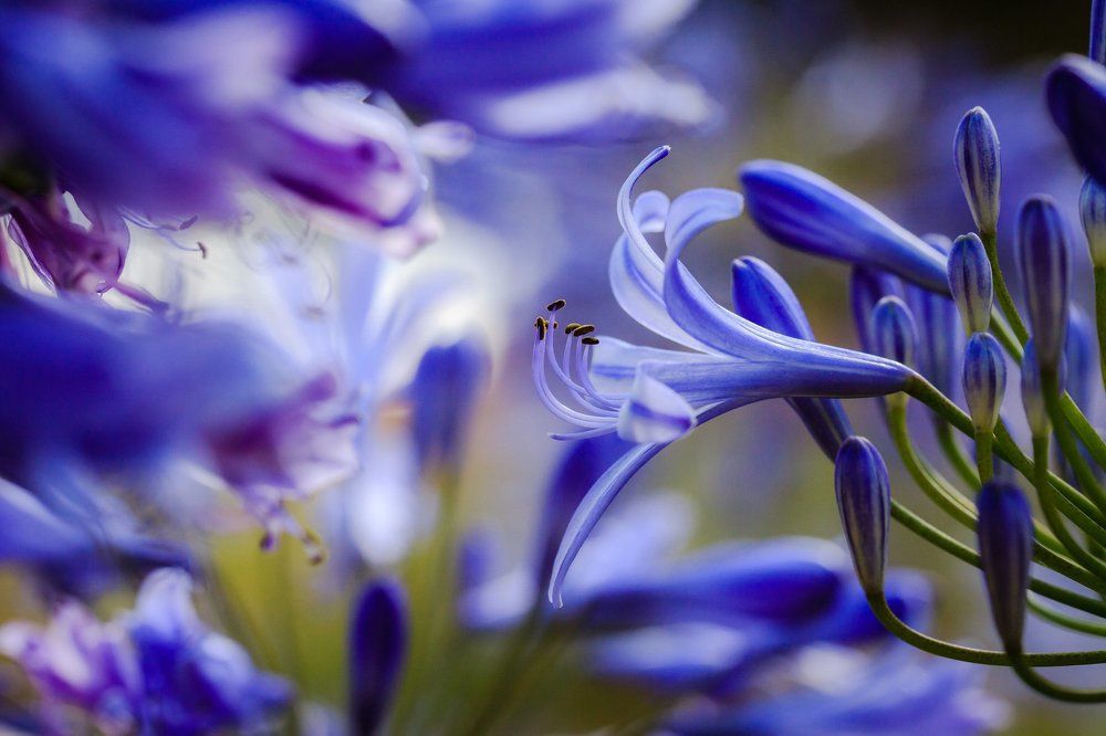 Все оттенки синего