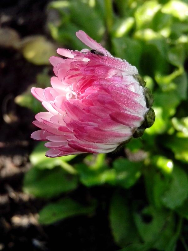 Dmitrienko Ivan Andreevich, Russia